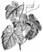 Grape vine - Vitis vinifera - FAGUET 1888