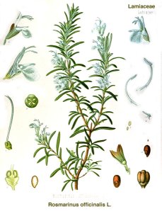 classic graphic of the herb rosemary