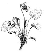 Violet - Viola odorata  - FAGUET 1875